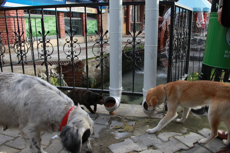 Kedi ve Köpekleri Beslemeyi unutmayalım