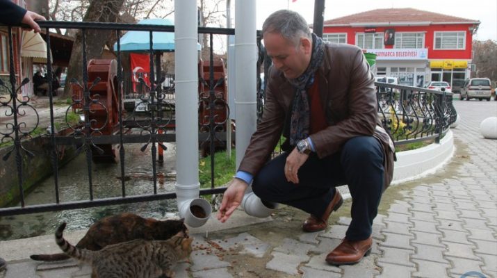 Sokak Hayvanlarının Beslenmesi